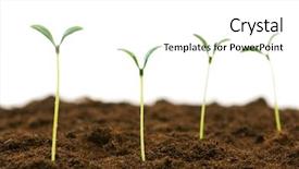  Presentation with seedling - Theme with green seedling illustrating concept of new life background and a white colored foreground