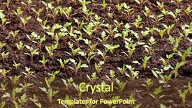  Presentation with tomato plant - Presentation theme with green seedling of tomato background and a tawny brown colored foreground