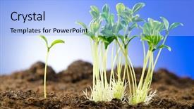  Presentation with green life - Presentation featuring green seedlings in new life background and a light blue colored foreground