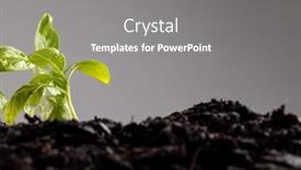  Presentation with rich - Presentation theme with green-seedlings-in-rich-dark background and a gray colored foreground