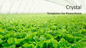  Presentation with lettuce - Colorful presentation theme enhanced with green seedlings of fresh lettuce backdrop and a soft green colored foreground