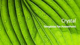  Presentation with drop - Amazing presentation theme having green sheet background with raindrops backdrop and a tawny brown colored foreground