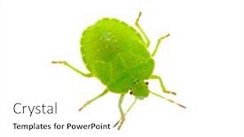  Presentation with white green - Audience pleasing theme consisting of green-shield-bug-on-white backdrop and a white colored foreground