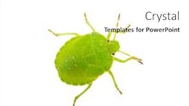  Presentation with white green - Cool new slide deck with green-shield-bug-species-palomena backdrop and a white colored foreground