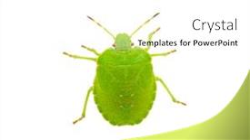  Presentation with white green - Audience pleasing slide deck consisting of green-shield-bug-species-palomena backdrop and a white colored foreground