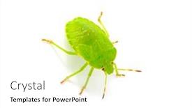  Presentation with white green - Theme with green-shield-bug-species-palomena background and a white colored foreground