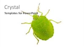  Presentation with white green - Beautiful PPT theme featuring green-shield-bug-species-palomena backdrop and a white colored foreground