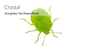  Presentation with white green - Presentation design featuring green-shield-bug-species-palomena background and a white colored foreground