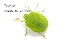  Presentation with white green - Audience pleasing presentation theme consisting of green-shield-bug-species-palomena backdrop and a white colored foreground
