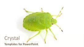  Presentation with white green - Audience pleasing PPT layouts consisting of green-shield-bug-species-palomena backdrop and a cream colored foreground