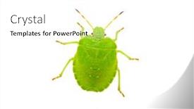  Presentation with white green - Beautiful theme featuring green-shield-bug-species-palomena backdrop and a white colored foreground