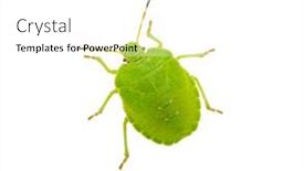  Presentation with white green - Slides with green-shield-bug-species-palomena background and a white colored foreground