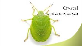  Presentation with white green - Beautiful PPT theme featuring green-shield-bug-species-palomena backdrop and a white colored foreground
