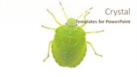  Presentation with white green - Amazing PPT layouts having green-shield-bug-species-palomena backdrop and a cream colored foreground