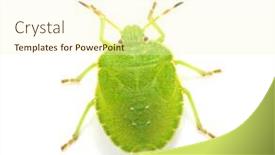  Presentation with white green - Cool new slide set with green-shield-bug-species-palomena backdrop and a cream colored foreground