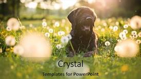  Presentation with black - PPT theme enhanced with green silhouette - portrait of black mutt dog background and a gold colored foreground