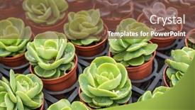  Presentation with cactus - Presentation theme having green-small-cactus-pot-collection background and a tawny brown colored foreground