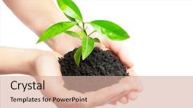  Presentation with new life baby plant - Audience pleasing slides consisting of green small plant new life backdrop and a coral colored foreground