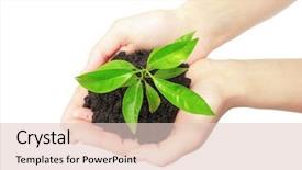  Presentation with green life - Amazing theme having green small plant new life backdrop and a lemonade colored foreground