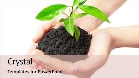  Presentation with hands planting a cabbage seedling - PPT theme consisting of green small plant new life background and a lemonade colored foreground