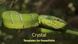  Presentation with green tree - Presentation design featuring green-snake-in-tree-borneo background and a tawny brown colored foreground