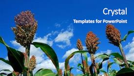  Presentation with sorghum - Slides featuring green sorghum with blue sky background and a teal colored foreground