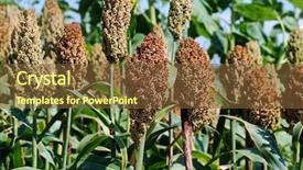  Presentation with sorghum - Presentation enhanced with green sorghum with blue sky background and a tawny brown colored foreground