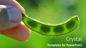  Presentation with soybean - Slides consisting of green-soybean-pod-in-farmer background and a forest green colored foreground