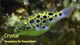  Presentation with green life - PPT theme having green-spotted-puffer-tetraodon-nigroviridis background and a tawny brown colored foreground