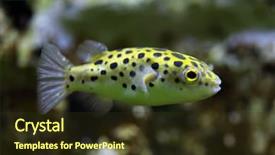  Presentation with puffer - Presentation consisting of green spotted puffer tetraodon nigroviridis wild life animal background and a tawny brown colored foreground