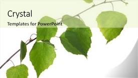  Presentation with white birch tree - Amazing PPT theme having green spring birch tree branch isolated on white background backdrop and a soft green colored foreground