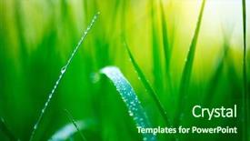  Presentation with soft focus abstract nature - PPT theme featuring green spring grass with dew background and a forest green colored foreground
