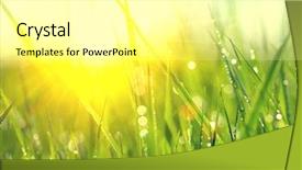  Presentation with soft focus abstract nature - Amazing slide set having green spring grass with dew backdrop and a blonde colored foreground