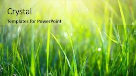  Presentation with abstract spring green - Audience pleasing PPT layouts consisting of green spring grass with dew backdrop and a blonde colored foreground