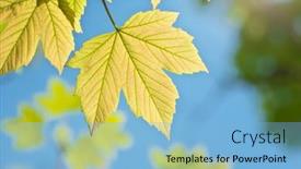  Presentation with maple leaf - Theme consisting of green-spring-leaf-of-maple background and a light blue colored foreground