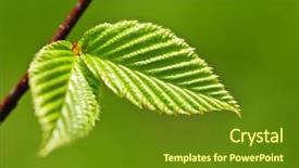  Presentation with green life - Presentation enhanced with elm tree - green spring leaves budding new background and a tawny brown colored foreground