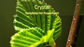  Presentation with green life - Presentation theme with elm tree - green spring leaves budding new background and a tawny brown colored foreground