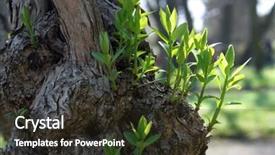  Presentation with green life - Amazing PPT theme having green-spring-leaves-budding-new backdrop and a tawny brown colored foreground