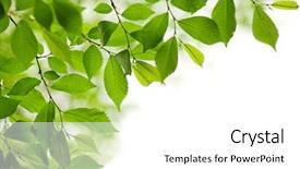  Presentation with green leaves - Slides consisting of green spring leaves isolated background and a white colored foreground