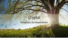  Presentation with oak tree - Presentation theme having green spring meadow with oak background and a soft green colored foreground