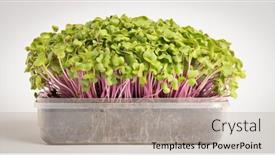  Presentation with microgreens nutrition - Colorful presentation theme enhanced with green-sprouts-edible-plants-microgreens backdrop and a light gray colored foreground