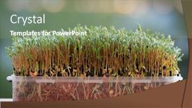  Presentation with microgreens nutrition - Beautiful PPT theme featuring green-sprouts-edible-plants-microgreens backdrop and a seafoam green colored foreground