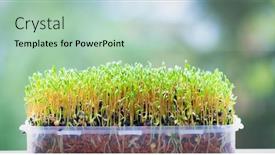  Presentation with healthy eating - Amazing slide set having green-sprouts-growing-in-white backdrop and a mint green colored foreground