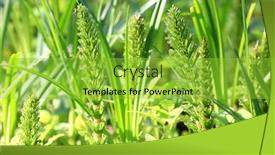  Presentation with green morning - Colorful PPT theme enhanced with green-sprouts-of-fern backdrop and a yellow colored foreground