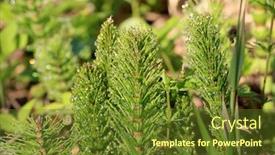  Presentation with green forest morning - Beautiful presentation design featuring green-sprouts-of-fern backdrop and a tawny brown colored foreground