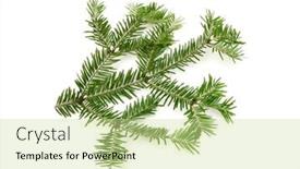  Presentation with spruce - Theme featuring green-spruce-branch-on-white background and a soft green colored foreground