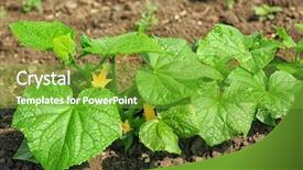  Presentation with growing - Cool new PPT theme with undip - green squash plant growing backdrop and a seafoam green colored foreground