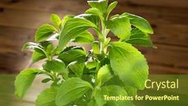  Presentation with sweetener - Colorful presentation enhanced with green stevia natural sweetener plant backdrop and a tawny brown colored foreground