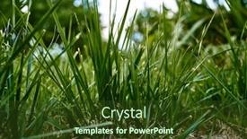  Presentation with straw - Presentation theme with green-straw-shoot background and a tawny brown colored foreground