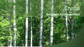  Presentation with stripe - Cool new presentation theme with green stripe - birches in summer forest backdrop and a  colored foreground